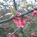 Chaenomeles japonica 4